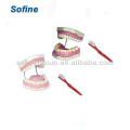 Teeth And Dental Models,Dental Model,Dental Care Model